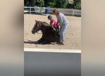 Kuc walijski sekcji D Mix, Wałach, 7 lat, 146 cm, Ciemnokasztanowata