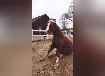 Kuc walijski sekcji D Mix, Wałach, 7 lat, 146 cm, Ciemnokasztanowata