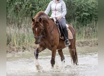 Kuc walijski sekcji D, Wałach, 8 lat, 148 cm, Kasztanowata