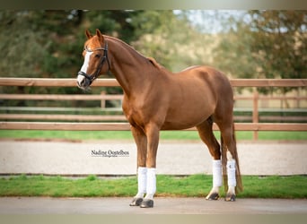 Kuc walijski sekcji D, Wałach, 13 lat, 144 cm, Kasztanowata