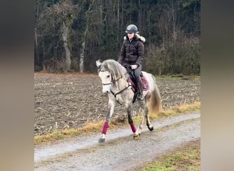 Kuc walijski sekcji D, Wałach, 4 lat, 148 cm, Siwa jabłkowita