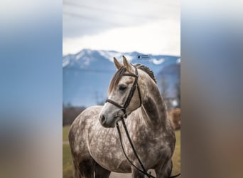 Kuc walijski sekcji D, Wałach, 4 lat, 148 cm, Siwa jabłkowita