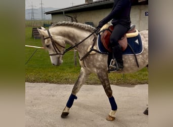 Kuc walijski sekcji D, Wałach, 4 lat, 148 cm, Siwa jabłkowita