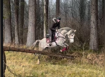 Kuc walijski sekcji D, Wałach, 4 lat, 148 cm, Siwa jabłkowita