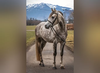 Kuc walijski sekcji D, Wałach, 4 lat, 148 cm, Siwa jabłkowita