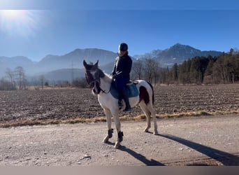 Kuc walijski sekcji D, Wałach, 5 lat, 138 cm, Srokata