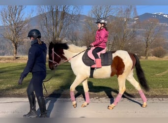 Kuc walijski sekcji D, Wałach, 5 lat, 138 cm, Srokata