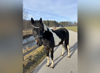 Kuc walijski sekcji D, Wałach, 5 lat, 138 cm, Srokata