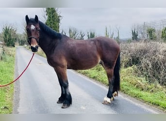 Kuc walijski sekcji D, Wałach, 5 lat, 155 cm, Gniada