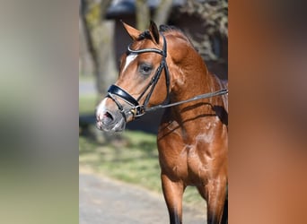 Kuc walijski sekcji D, Wałach, 6 lat, 148 cm, Ciemnogniada