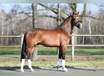 Kuc walijski sekcji D, Wałach, 6 lat, 148 cm, Ciemnogniada
