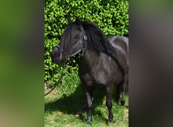 Kuce szetlandzkie, Klacz, 10 lat, 105 cm, Kara