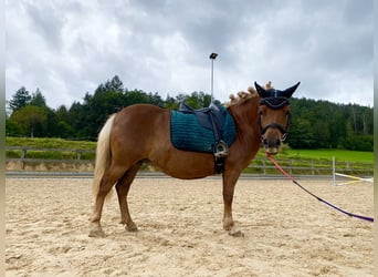 Kuce szetlandzkie, Klacz, 10 lat, 106 cm, Kasztanowata