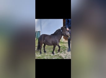 Kuce szetlandzkie, Klacz, 10 lat, 75 cm, Kara