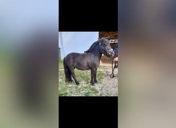 Kuce szetlandzkie, Klacz, 10 lat, 75 cm, Kara