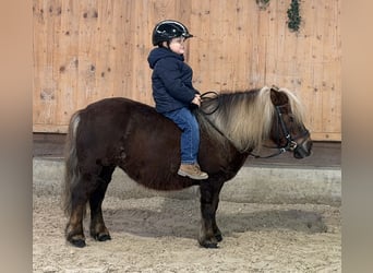 Kuce szetlandzkie, Klacz, 10 lat, 80 cm, Ciemnokasztanowata