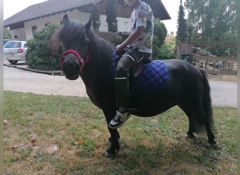 Kuce szetlandzkie, Klacz, 10 lat, 90 cm, Kara