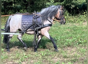 Kuce szetlandzkie, Klacz, 11 lat, 110 cm, Kasztanowatodereszowata