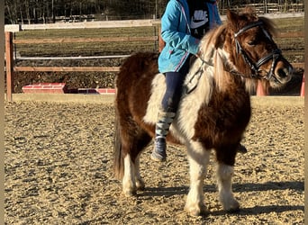 Kuce szetlandzkie, Klacz, 11 lat, 110 cm, Srokata