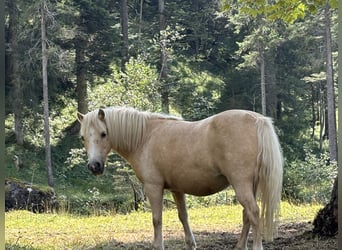 Kuce szetlandzkie, Klacz, 12 lat, 100 cm, Izabelowata