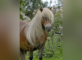 Kuce szetlandzkie, Klacz, 13 lat, 89 cm, Kasztanowata