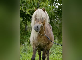 Kuce szetlandzkie, Klacz, 14 lat, 89 cm, Kasztanowata