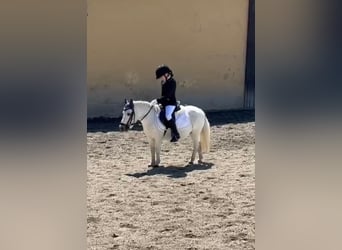 Kuce szetlandzkie Mix, Klacz, 14 lat, Siwa