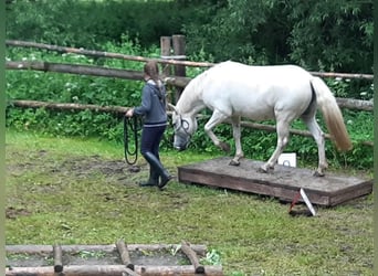 Kuce szetlandzkie Mix, Klacz, 16 lat, 124 cm, Siwa