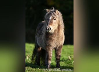 Kuce szetlandzkie, Klacz, 16 lat, 95 cm, Ciemnokasztanowata