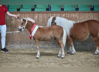 Kuce szetlandzkie, Klacz, 17 lat, 98 cm, Kasztanowata
