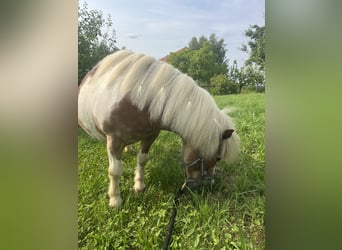 Kuce szetlandzkie Mix, Klacz, 19 lat, 100 cm, Srokata