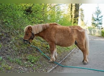 Kuce szetlandzkie, Klacz, 19 lat, 90 cm, Kasztanowata