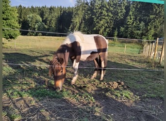 Kuce szetlandzkie, Klacz, 1 Rok, 90 cm, Srokata