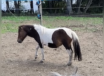 Kuce szetlandzkie, Klacz, 1 Rok, 90 cm, Srokata