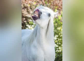 Kuce szetlandzkie, Klacz, 26 lat, 106 cm, Siwa