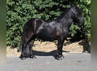 Kuce szetlandzkie, Klacz, 2 lat, 105 cm, Kara
