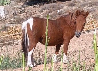 Kuce szetlandzkie, Klacz, 2 lat, 74 cm, Srokata