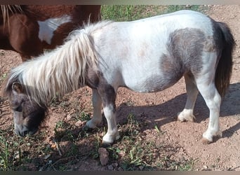 Kuce szetlandzkie, Klacz, 2 lat, 75 cm, Srokata