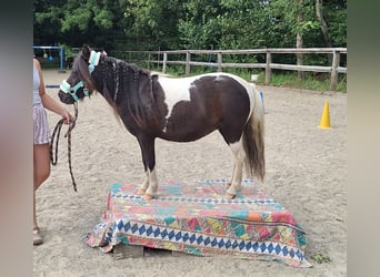Kuce szetlandzkie, Klacz, 3 lat, 100 cm, Srokata