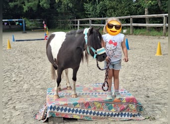 Kuce szetlandzkie, Klacz, 3 lat, 100 cm, Srokata