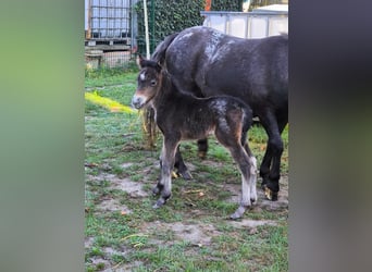 Kuce szetlandzkie, Klacz, 3 lat, 108 cm, Tarantowata