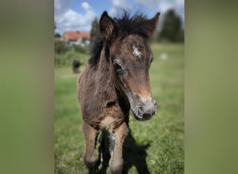 Kuce szetlandzkie, Klacz, 3 lat, 108 cm, Tarantowata