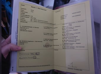 Kuce szetlandzkie, Klacz, 3 lat, 80 cm, Kara