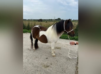 Kuce szetlandzkie, Klacz, 3 lat, 85 cm, Gniada