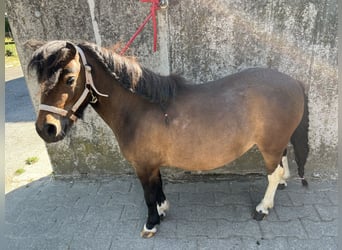 Kuce szetlandzkie, Klacz, 3 lat, 93 cm, Srokata