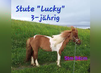 Kuce szetlandzkie, Klacz, 3 lat, 94 cm, Srokata