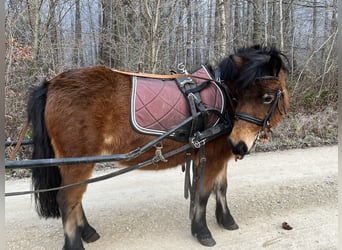 Kuce szetlandzkie, Klacz, 4 lat, 107 cm, Gniada