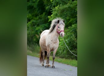 Kuce szetlandzkie, Klacz, 5 lat, 100 cm, Tarantowata