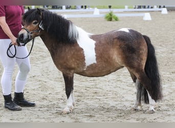 Kuce szetlandzkie, Klacz, 5 lat, 103 cm, Srokata