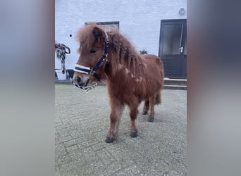 Kuce szetlandzkie, Klacz, 5 lat, 89 cm, Kasztanowata